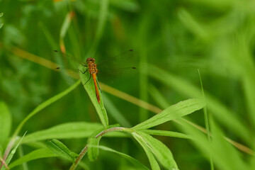 Blutrote Heidelibelle (Sympetrum sanguineum) 