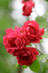 Beautiful red roses in the garden on blurred background. Selective soft focus. As floral background for your art project