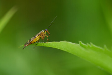 Gemeine Skorpionsfliege (Panorpa communis) Weibchen