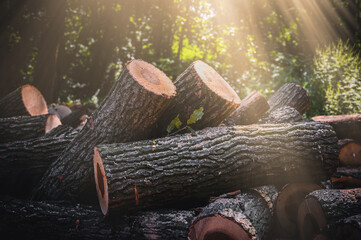 Log trunks pile, the logging timber forest wood industry. Banner or panorama of wood trunks timber harvesting in forest. Wood cutting in forest.