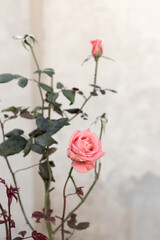 Obraz premium Beautiful red roses in the garden on blurred background. Selective soft focus. As floral background for your art project
