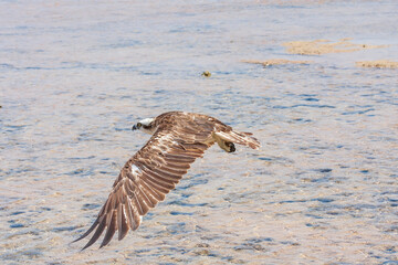 Pandion haliaetus - Osprey flies over the sea. The head and claws are visible. Wild photo.