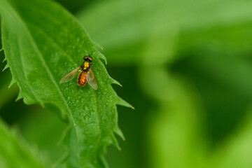 Fototapeta premium Chloromyia formosa Männchen