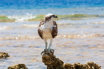 Pandion haliaetus - White-tailed Eagle - close-up portrait. An eagle stands on a stone in the sea....