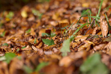 Nahaufnahme einer herbstliche Waldwiese