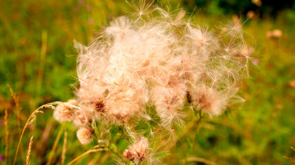 Dry Thistle in August