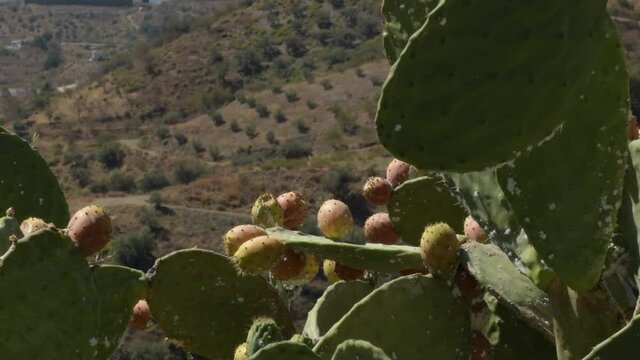 Cactus with fruits prickly pears a sunny day, Opuntia ficus indica