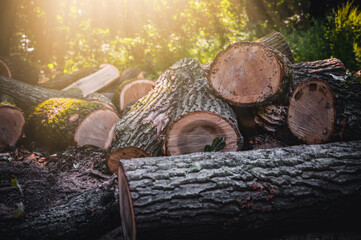 Log trunks pile, the logging timber forest wood industry. Banner or panorama of wood trunks timber harvesting in forest. Wood cutting in forest.