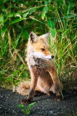 キタキツネ