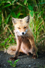 キタキツネ