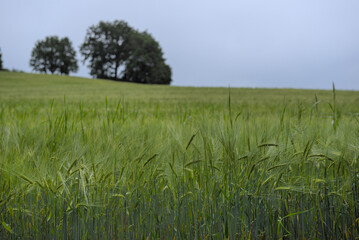 Getreidfefeld mit Bäumen im Hintergrund 2