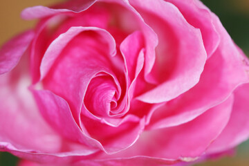 Unfocused blur rose petals, abstract romance background, pastel and soft flower card