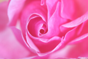 Unfocused blur rose petals, abstract romance background, pastel and soft flower card