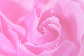 Fototapeta na wymiar Unfocused blur rose petals, abstract romance background, pastel and soft flower card