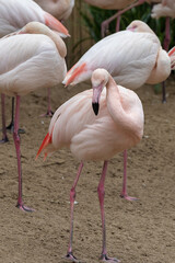 Fototapeta na wymiar Pink Flamingoes in captivity