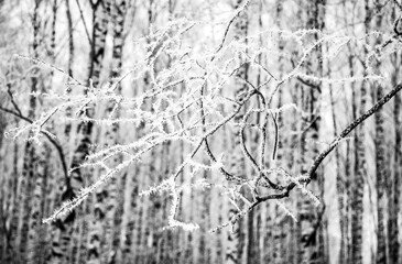 A branch with frost in a winter forest against the background of birch trunks black and white