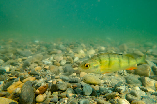 Barsch im seichten Wasser