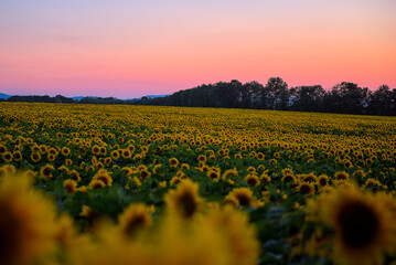Obraz premium Sonnenblumenfeld bei abendlichen Gegenlicht 2