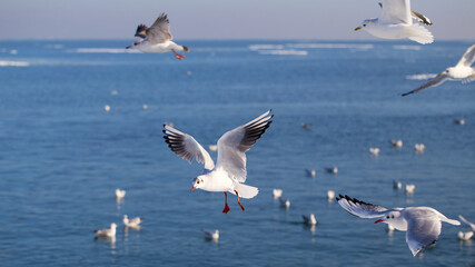 Flock of seagulls on ice on winter day on city beach. Winter seascape.