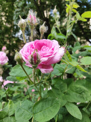 Photo of a blooming pink rose in a garden