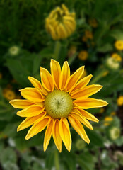 Macro photography of the beautiful sunflower. The beauty of nature. Sunflower natural blurred background