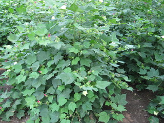 Green cotton field in India with flowers, Close-up of a ready for harvesting in a cotton field....