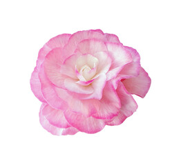 Begonia pink flower isolated on white background with clipping path