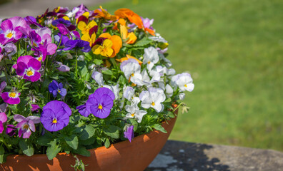 Colorful summer flower beds with yellow, orange , purple, white pansies.