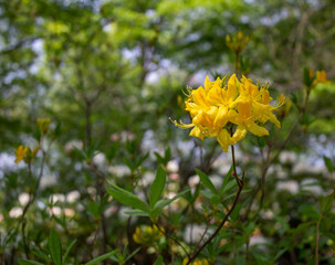 Beautiful yellow rhododendron flower bouquet with a bokeh background