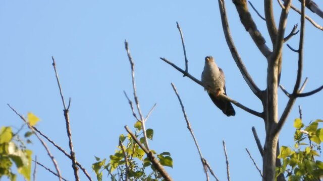 Kuckuck&nbsp;(Cuculus canorus)