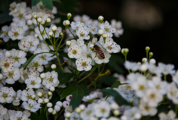 Spiraea thunbergii the beauty of spring flowers