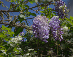 Beautiful branch of purple flowers in spring