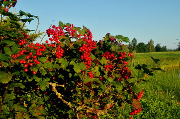 Fototapeta na wymiar Red viburnum branch at a countryside. Viburnum (viburnum opulus) berries and leaves outdoor in summer. Close-up