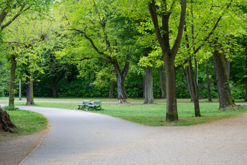 Trees and green leaves in the park