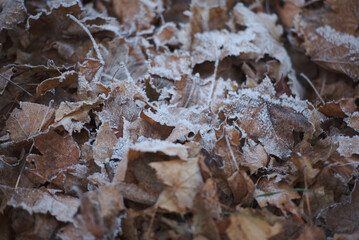 gefrorenes Laub