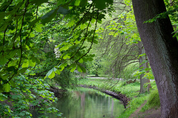 Fototapeta na wymiar Trees and green leaves in the park