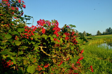 Fototapeta premium Red viburnum branch at a countryside. Viburnum (viburnum opulus) berries and leaves outdoor in summer. Close-up