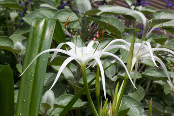 Spider Lily in a garden