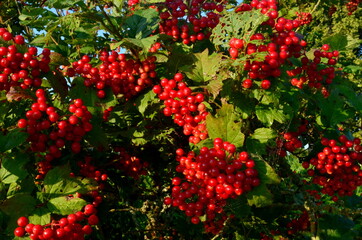 Red viburnum branch at a countryside. Viburnum (viburnum opulus) berries and leaves outdoor in summer. Close-up