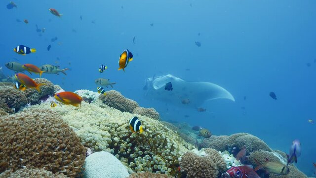 Manta rays floating over a cleaning station in maldives