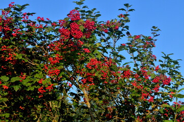 European Cranberrybush (Viburnum opulus) bush,  red viburnum on a sunny day.