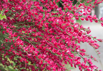 Spring flower in red look like hedysarum alpinum, natural background