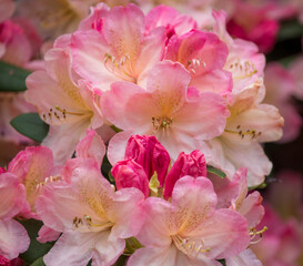 Fototapeta na wymiar Beautiful bunch of rhododendron flowers with textured green leaves