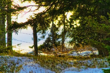 Early Autumn Sun In The Forest