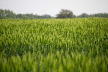 Barley field, natural seasonal. Nature background