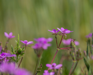 Beautiful branch of purple flowers in spring