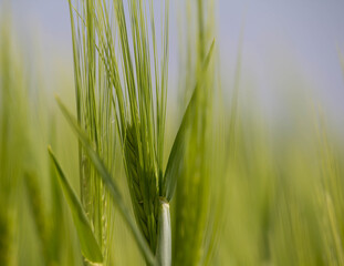 Barley field, natural seasonal. Nature background