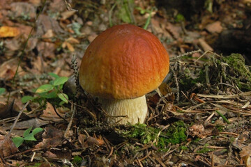 Meshchera, Meshchersky national Park. At the end of summer there are a lot of porcini mushrooms on the banks of the Pra river. Ryazan region.