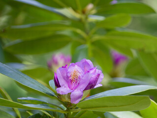 Beautiful bunch of rhododendron flowers with textured green leaves