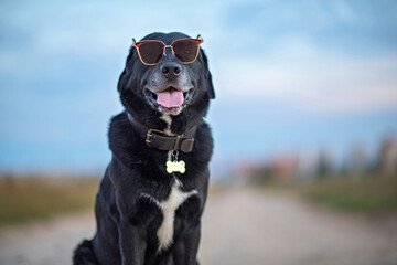 Black Labrador sitting on the road wearing glasses.